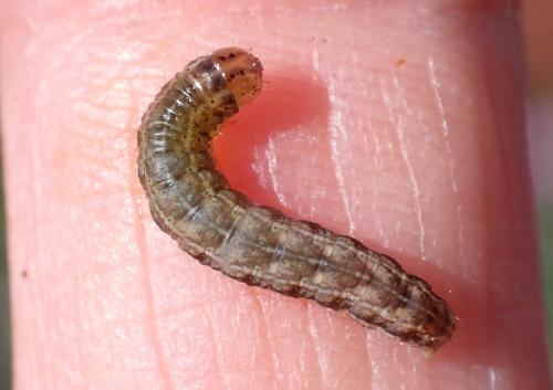 Hadena bicruris